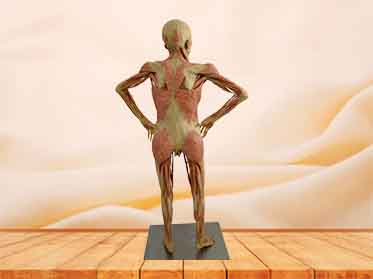 Pregnant woman plastination for sale