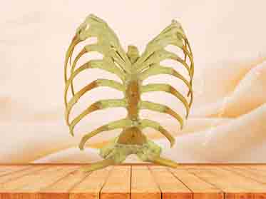 Sternum,stemocostal and costochondoral junction