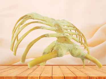Sternum,stemocostal and costochondoral junction anatomical specimen