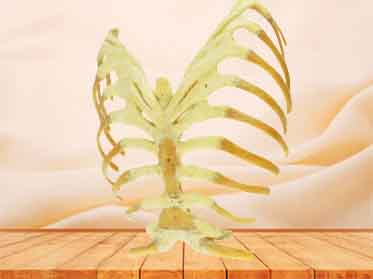 Sternum,stemocostal and costochondoral junction anatomy specimen