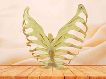 Sternum,stemocostal and costochondoral junction for sale