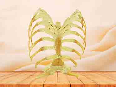 Sternum,stemocostal and costochondoral junction specimen