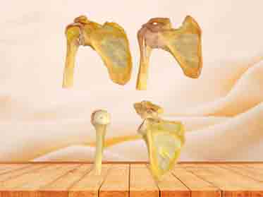 Synovial joint specimen