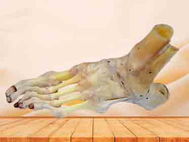 ankle joint ligaments