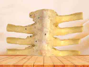 articulationes costovertebrales