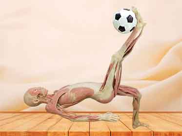 bicycle kick plastinated specimen