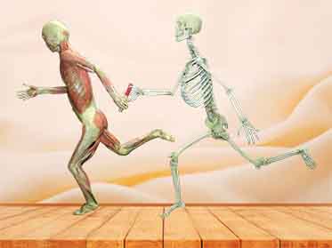 bone-meat separation relay plastination