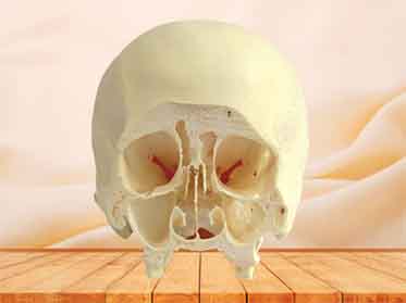 coronal section of skull