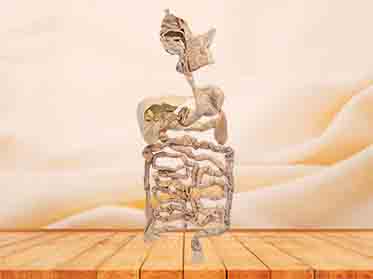 digestive system specimen