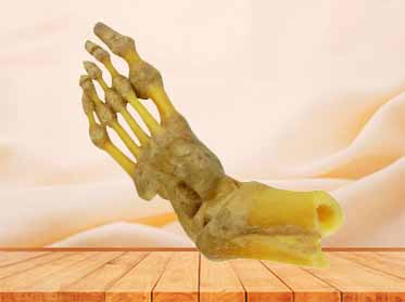 foot joint specimen for sale