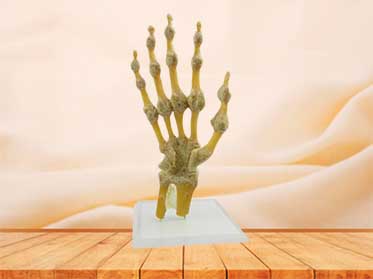 hand joint anatomy specimen