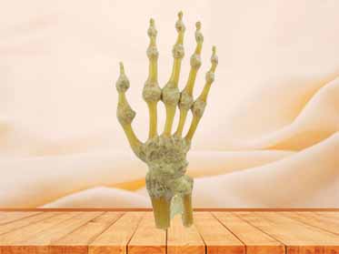 hand joint for sale