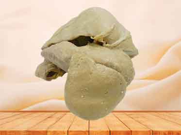 human anatomy specimen