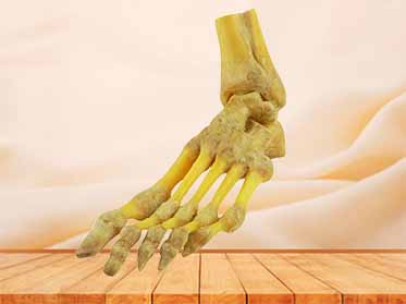 human foot joint specimen