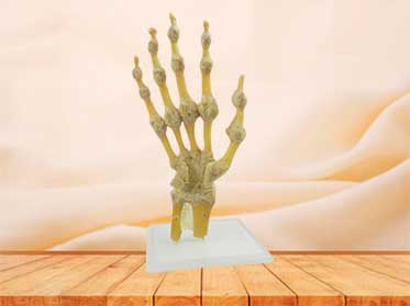 human hand joint specimen