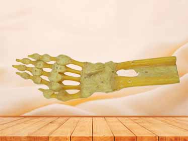 human hand specimen