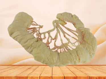 human intestinal arcades specimen