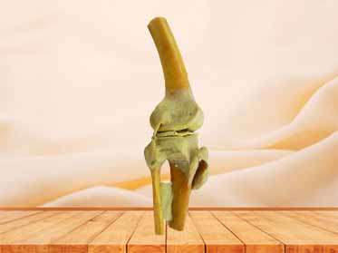 human knee joint