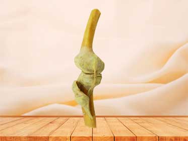 human knee joint specimen