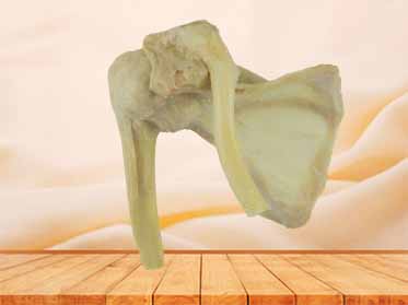 human shoulder joint