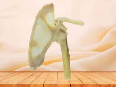 human shoulder joint specimen
