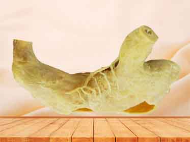 internal structure of stomach anatomical specimen
