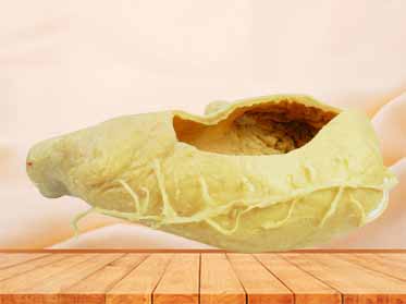 internal structure of stomach specimen