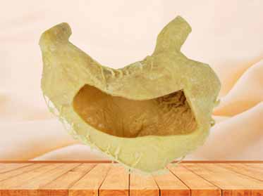 internal structure of stomach teaching specimen
