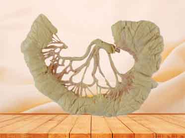 intestinal arcades plastinated specimen