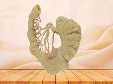 intestinal arcades specimen