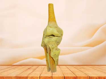knee joint