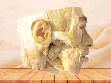 medial pterygoid and lateral pterygoid