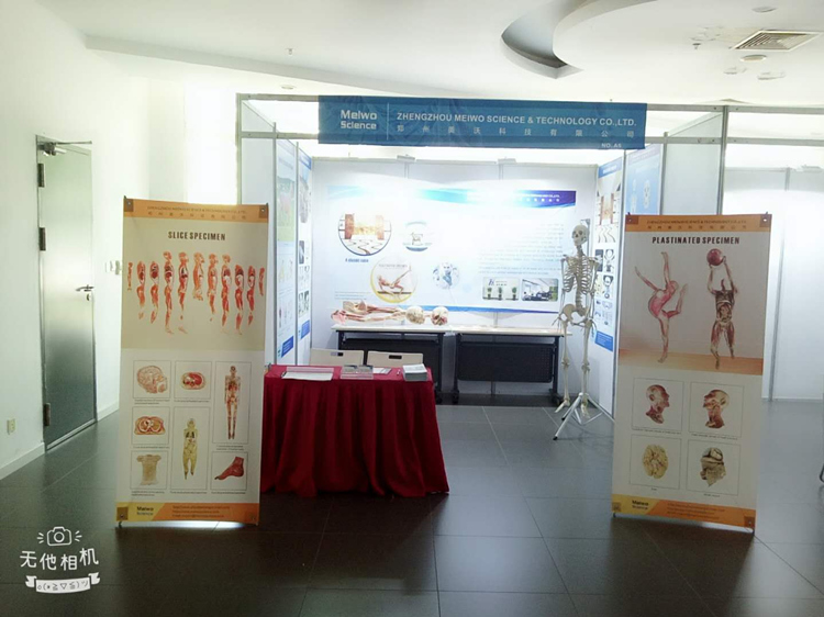 meiwo science plastination