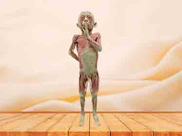muscles vessels and nerves of child