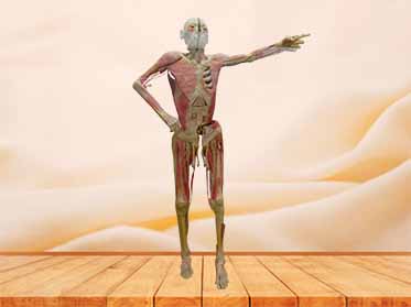 nursing people plastination