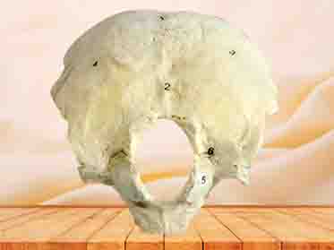 occipital bone specimen