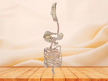 overview of digestive system plastinated specimen