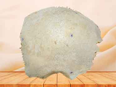 parietal bone specimen