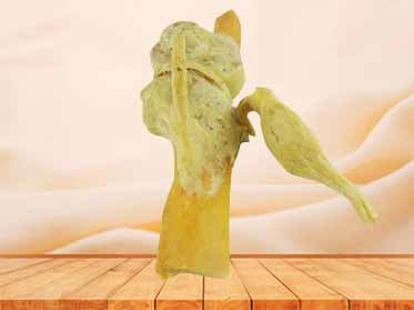 saggital section of human knee joint specimen