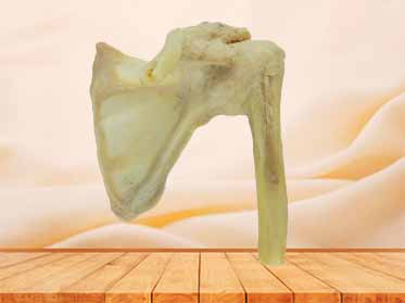 shoulder joint for medical teaching