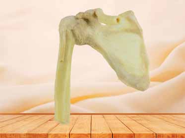 shoulder joint for sale