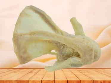 shoulder joint specimen