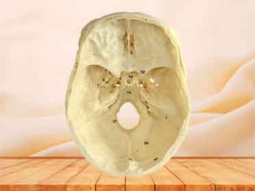 skull section specimen