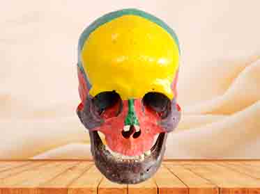 skull teaching specimen