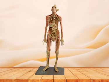 thinker medical specimen