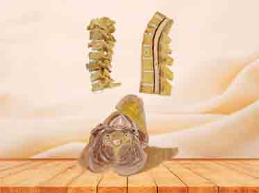 uncovertebral joint specimen