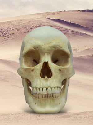 Human Skull Specimen