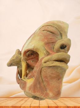 Deep muscles of mastication plastinated specimen