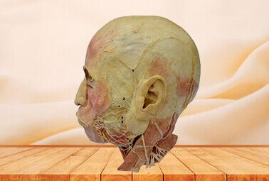 Facial nerve