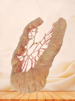 Ileum vascular arch plastinated specimen